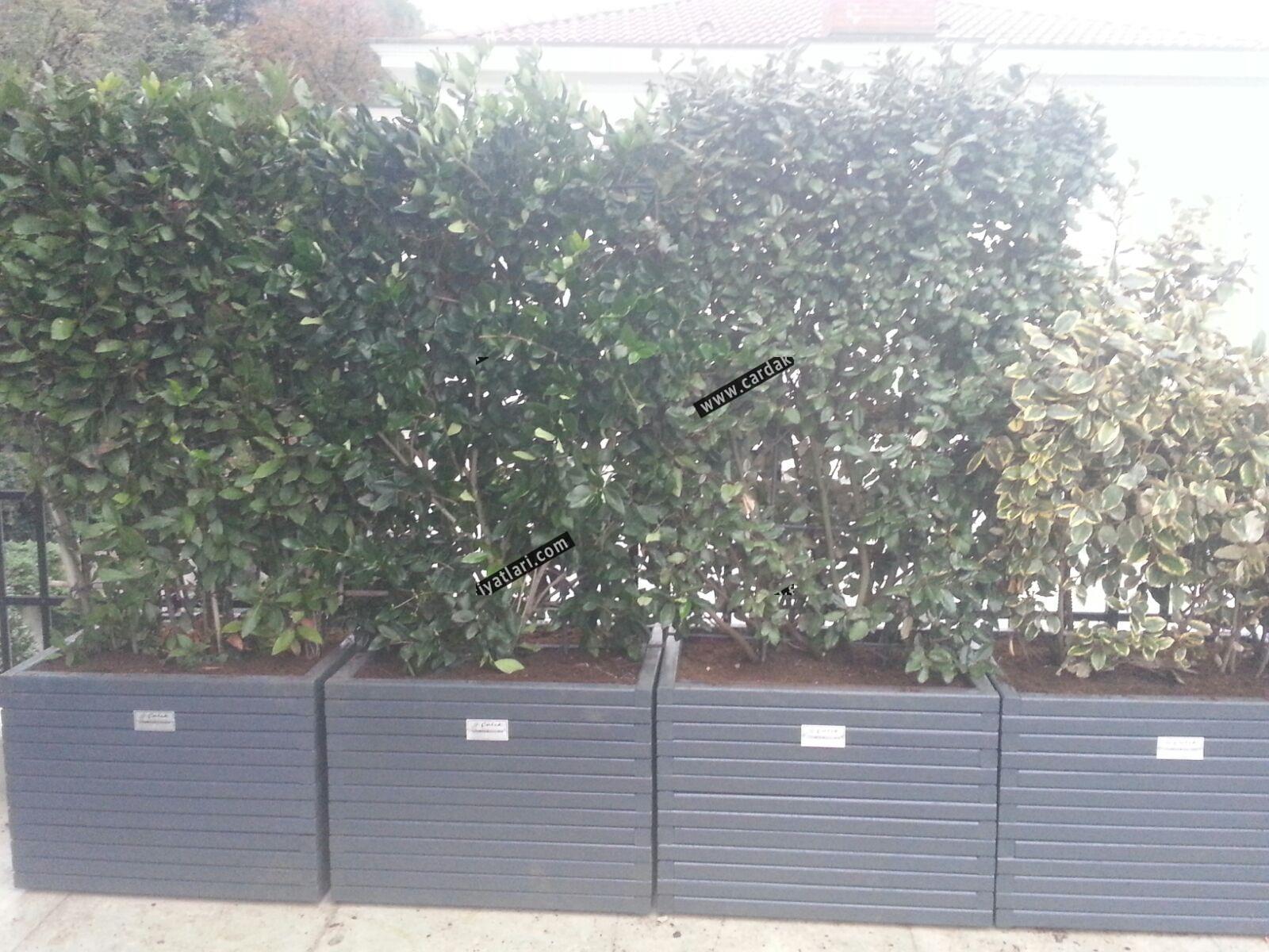Ahşap saksı